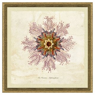 Purple Jellyfish Print I
