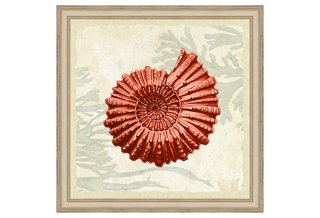 Single Coral Shell Print II